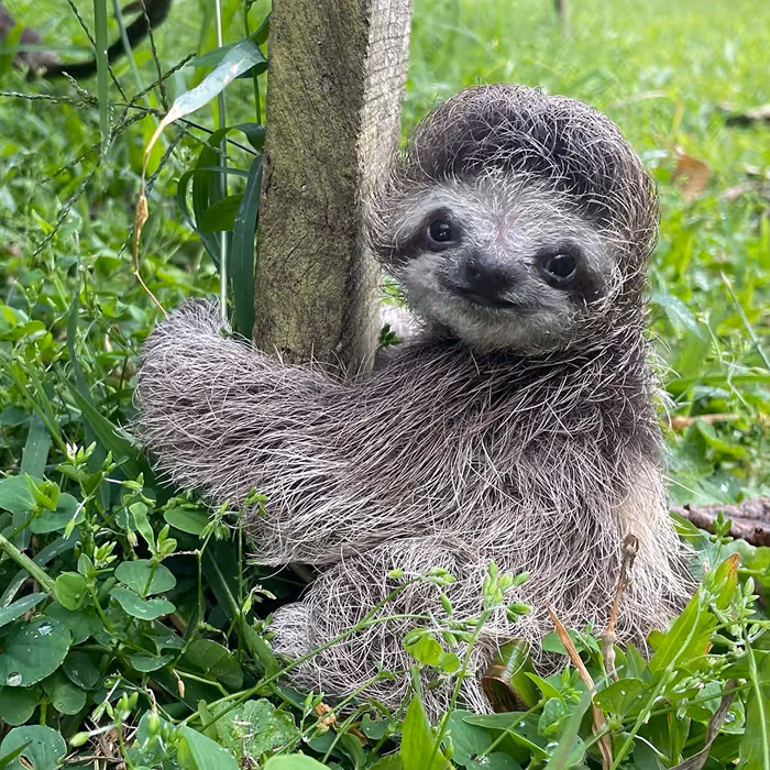 A resident baby sloth