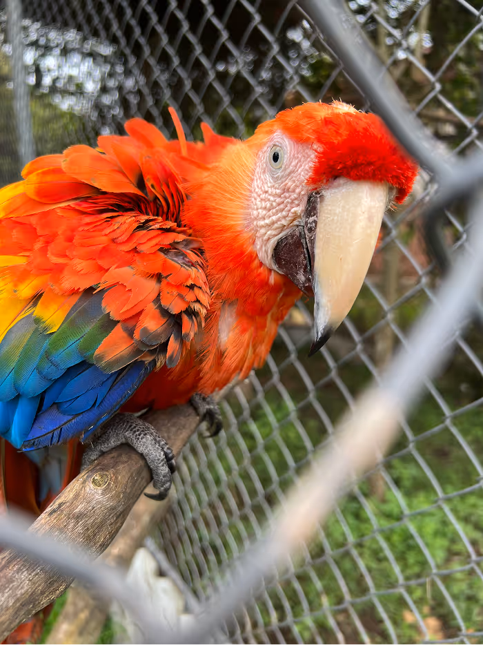 A protected parrot at TRR