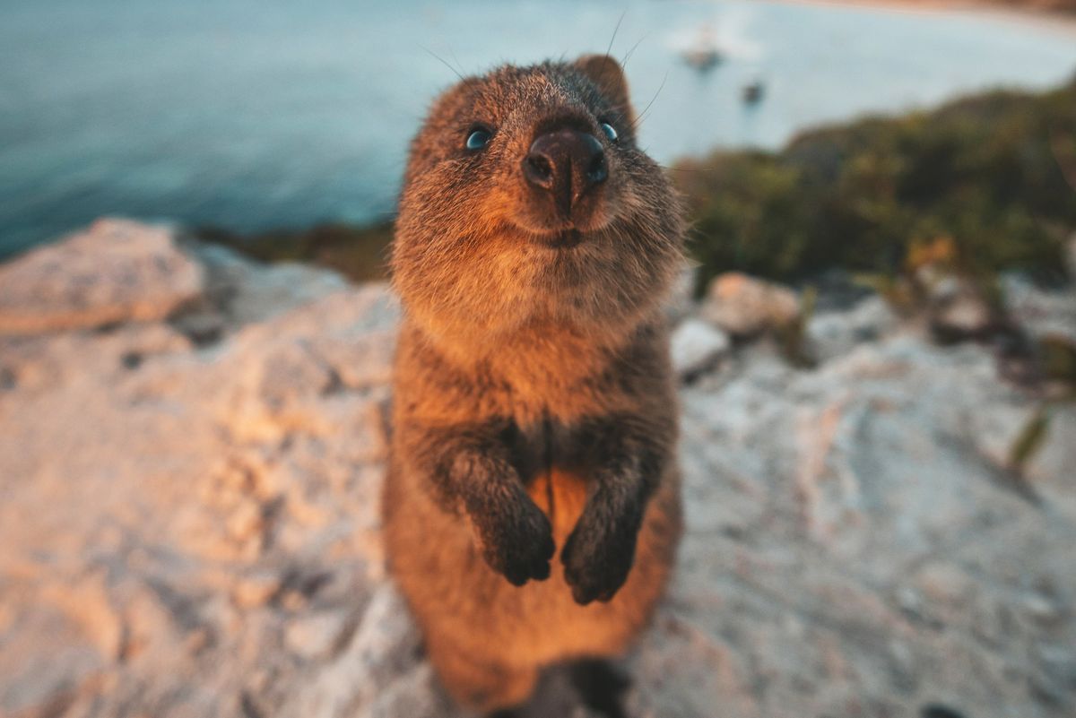 Rottnest Island