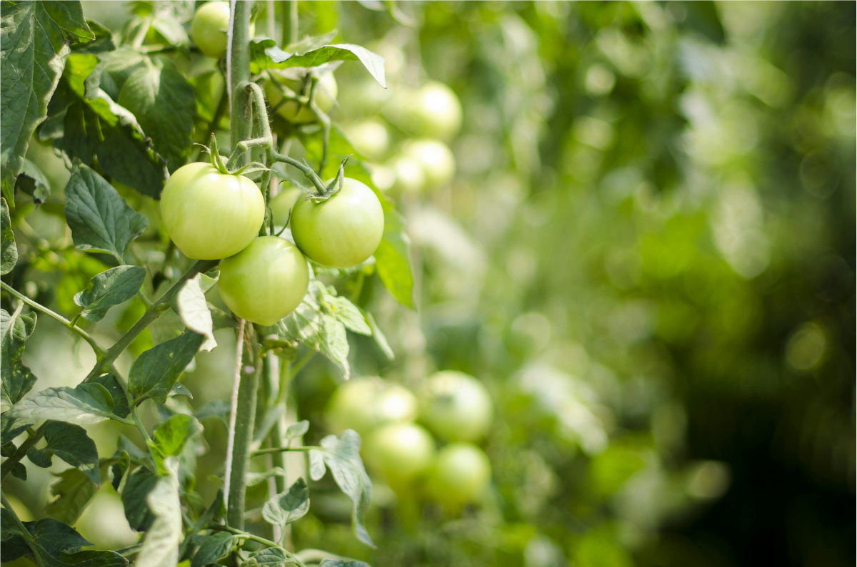 Unser Garten mit Gemüsebeet und Pflanzen vor blauem Himmel im Hintergrund