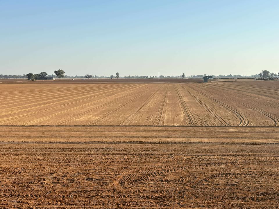 image of a reforestation project
