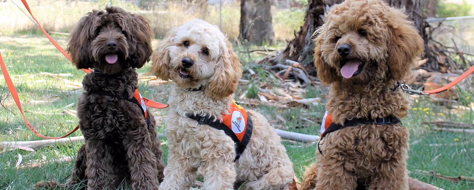 Australian Lions Hearing Dogs