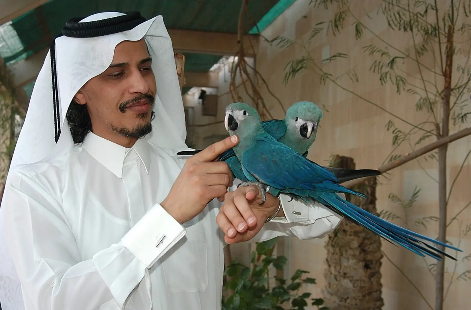 Sheikh Saud posing with two Spix's macaws
