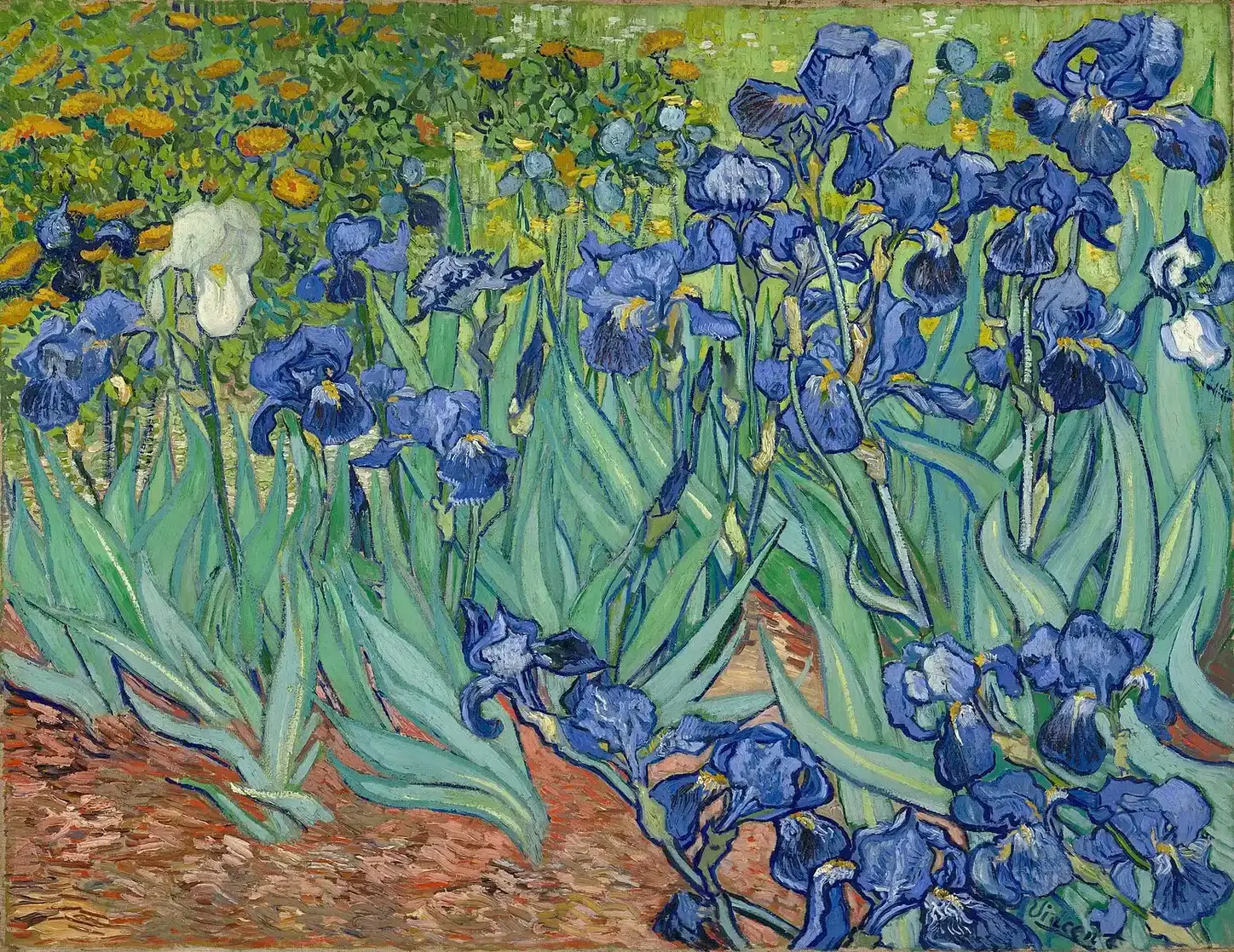 Irises by Vincent Van Gogh, 1889