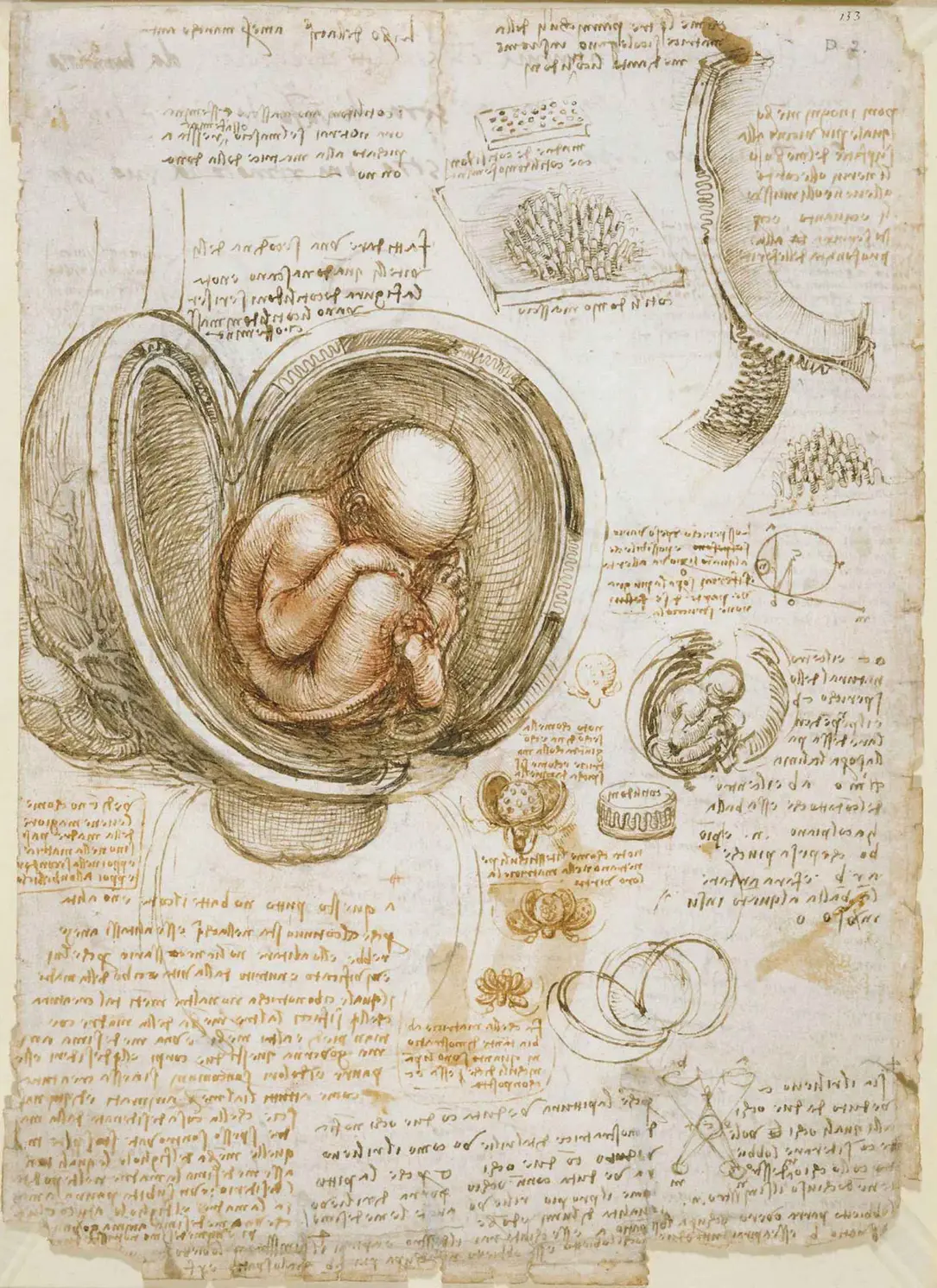 Leonardo da Vinci3