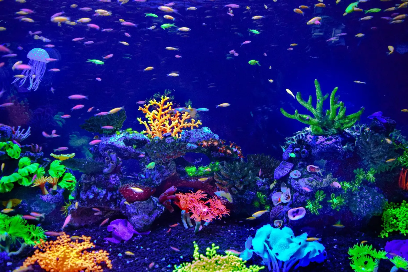 aquarium