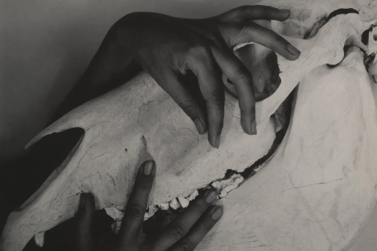 Georgia O'Keeffe - Hands and Horse Skull, 1931, gelatin silver print, 7 5/8 × 9 1/2" (19.3 × 24.1 cm) Alfred Stieglitz photography of Georgie O'Keeffe