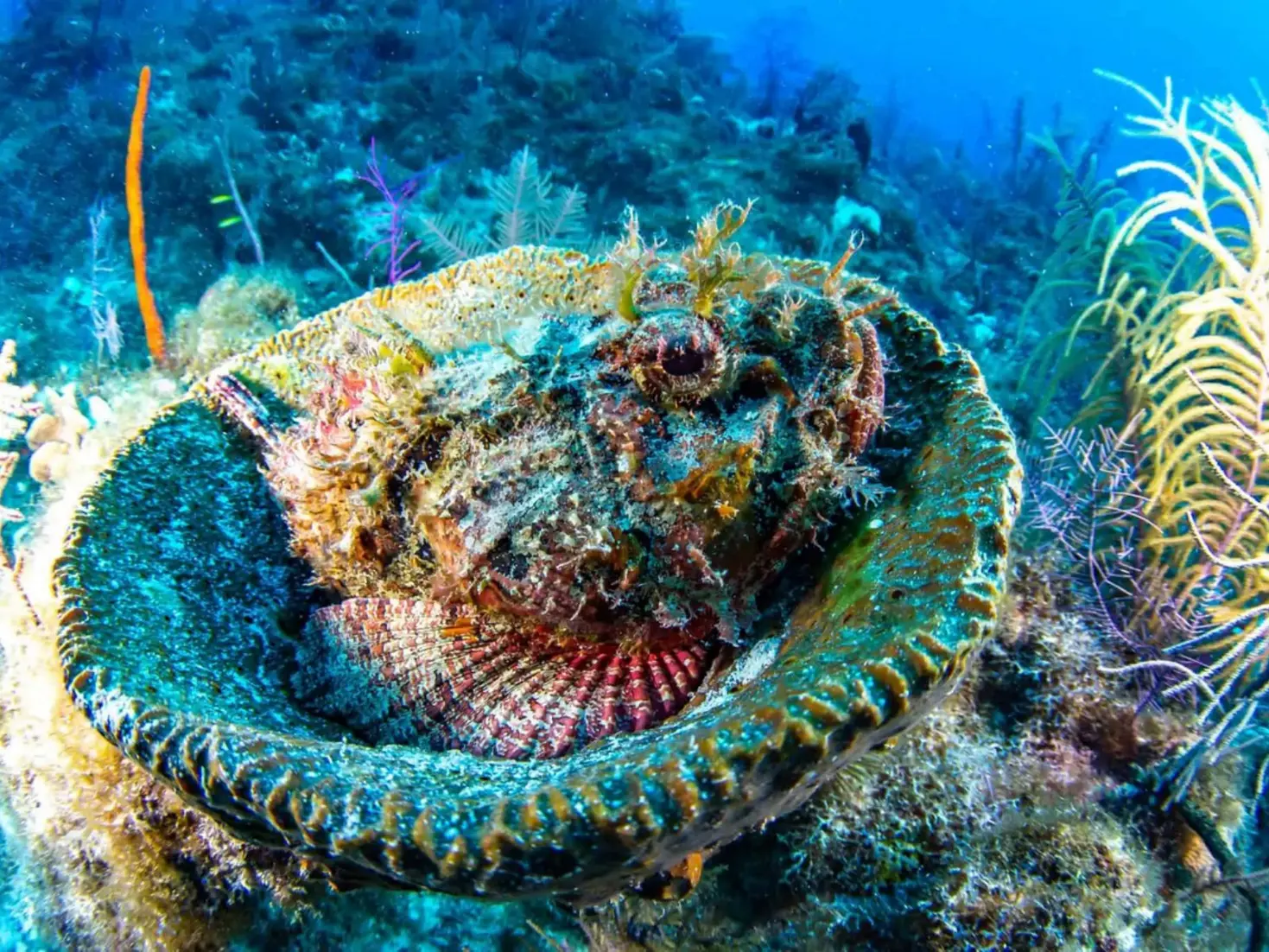MSC’s Ocean Cay coral reef