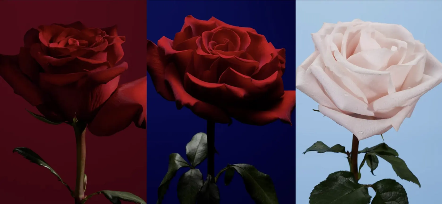 Single-Note Fragrances: Frédéric Malle Une Rose