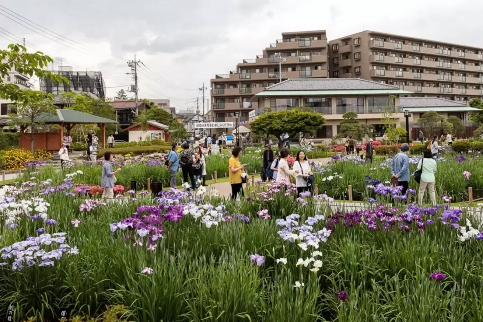 Horikiri Iris Garden Tokyo