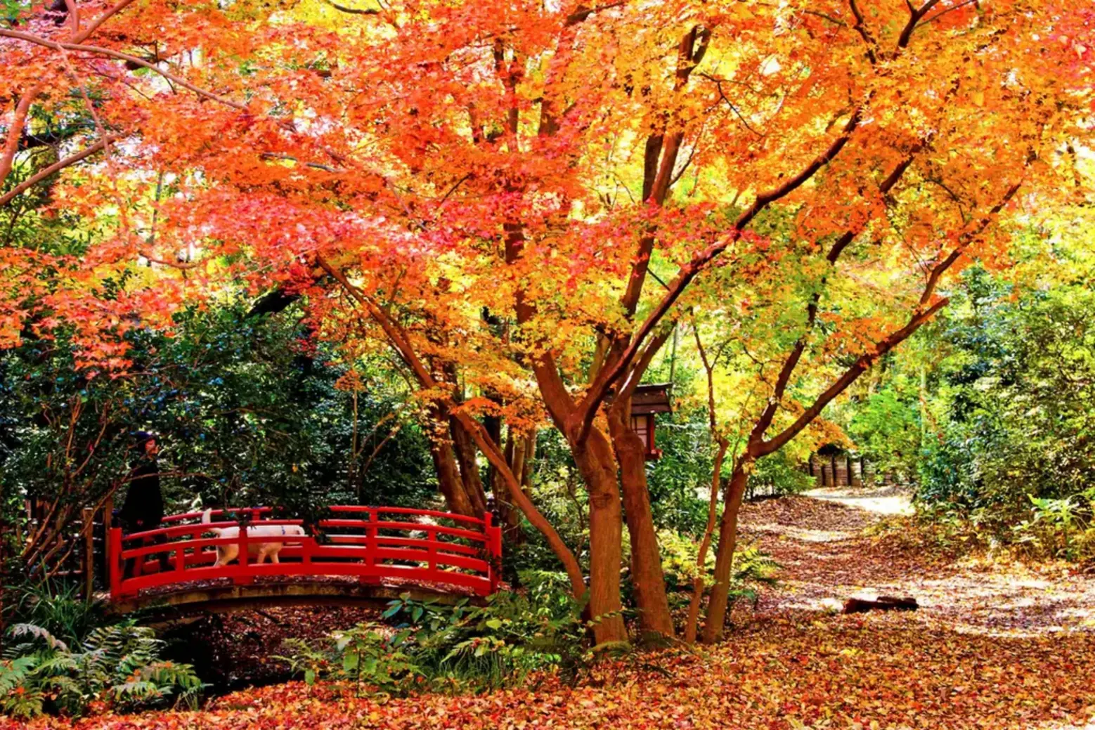 Todoroki Valley Tokyo