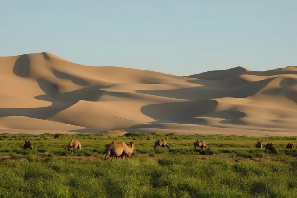 Luxury Traveling Gobi Desert