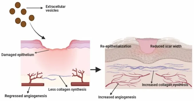 The application of exosomes in skin treatments The application of exosomes in skin treatments