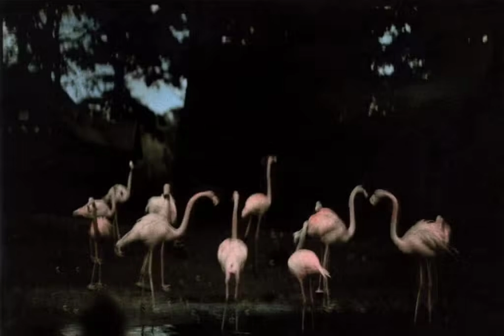 Ming Smith, Flamingo Fandango (Painted), 1988 art exhibition 2026