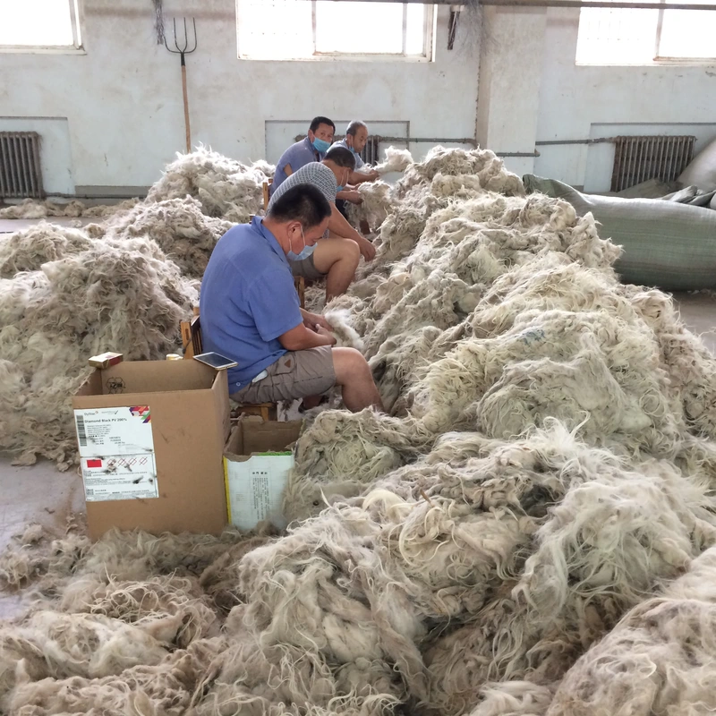 Raw cashmere fibre sorting Cashmere Fabric: Luxury Begins Beneath a Goat’s Fur 5