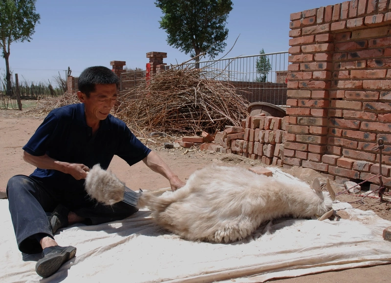 Traditional herder cashmere collection Cashmere Fabric: Luxury Begins Beneath a Goat’s Fur 3