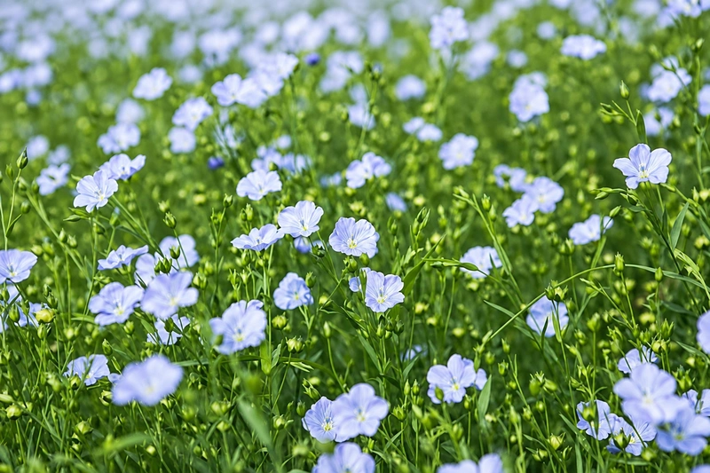 Flax flowers How Is Linen Fabric Made?