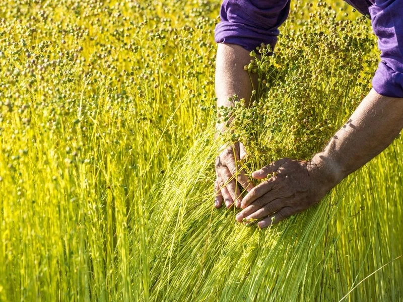 Flax harvesting How Is Linen Fabric Made? 0