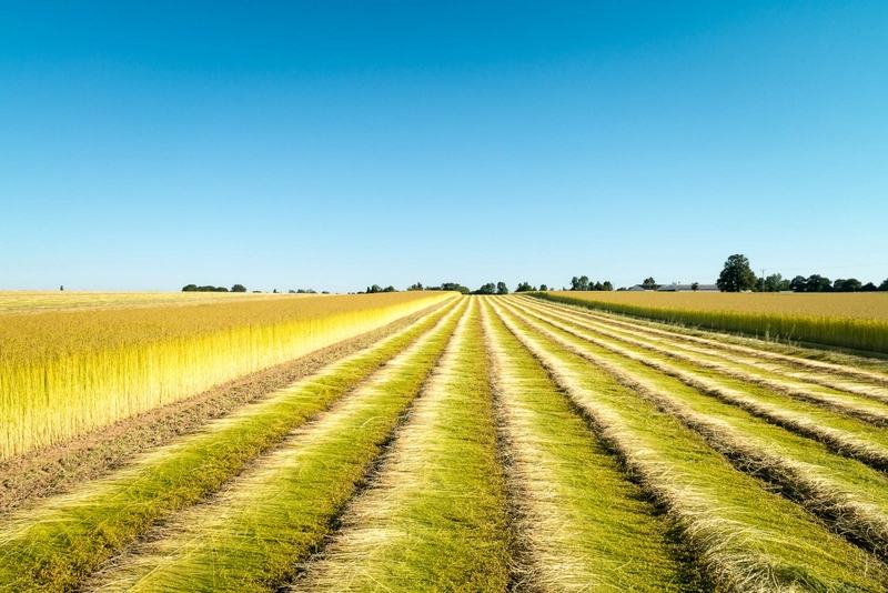 Harvested flax field laid out in neat parallel rows for natural dew retting How Is Linen Fabric Made? 1