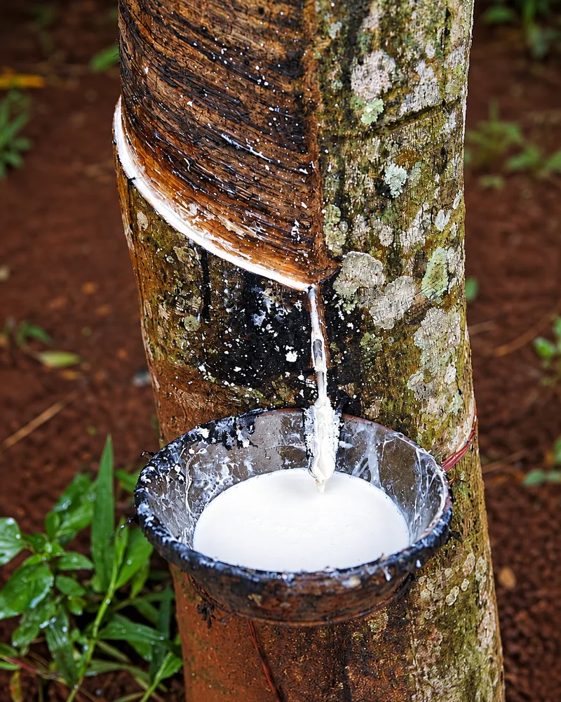 Natural rubber harvesting Latex Fabric