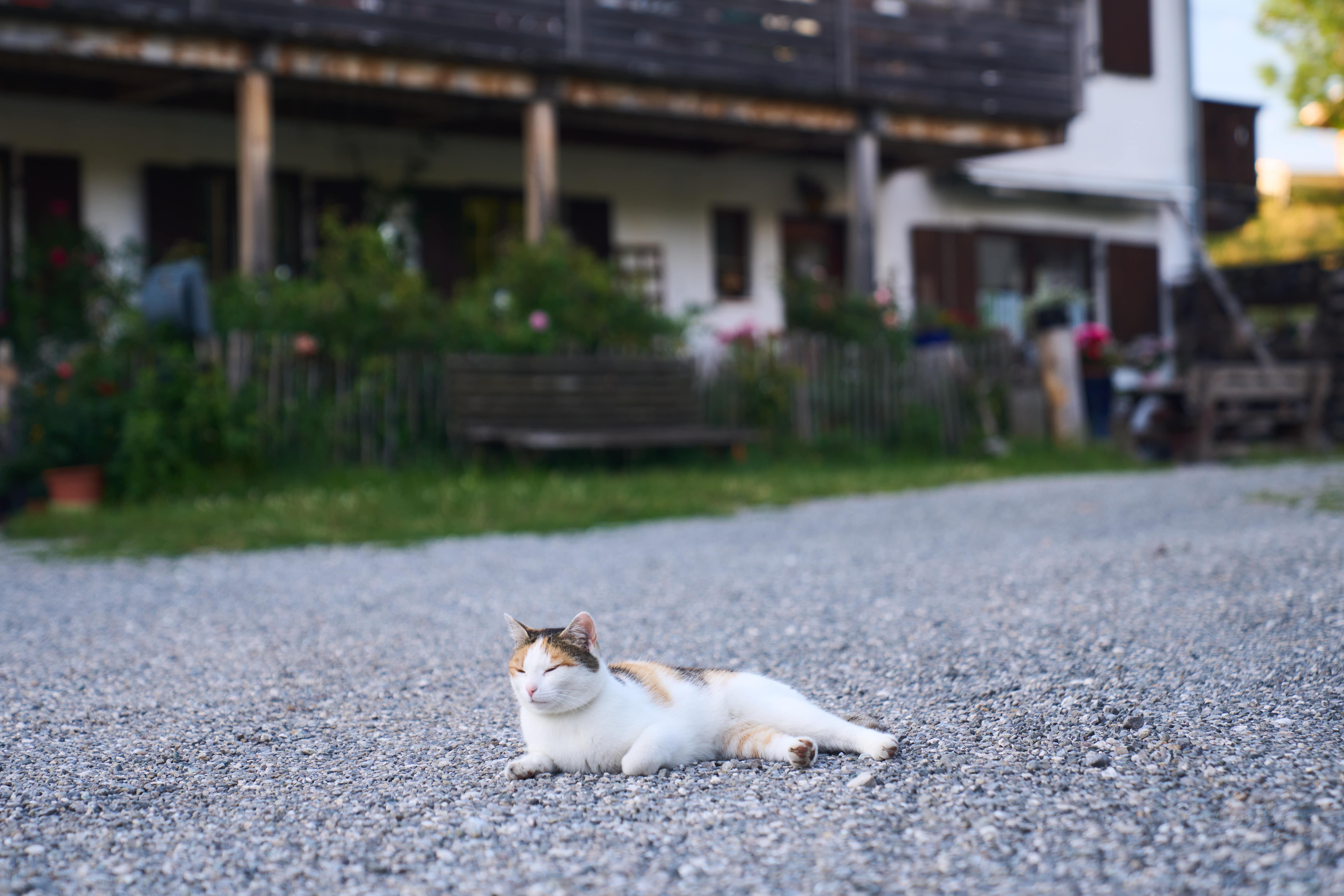 Eine dreifarbige Katze liegt entspannt auf einem Kiesweg vor einem Haus mit Garten.