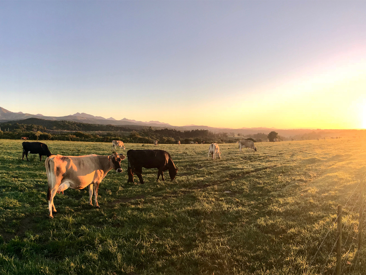Völur customer success - cattle grazing at sundown
