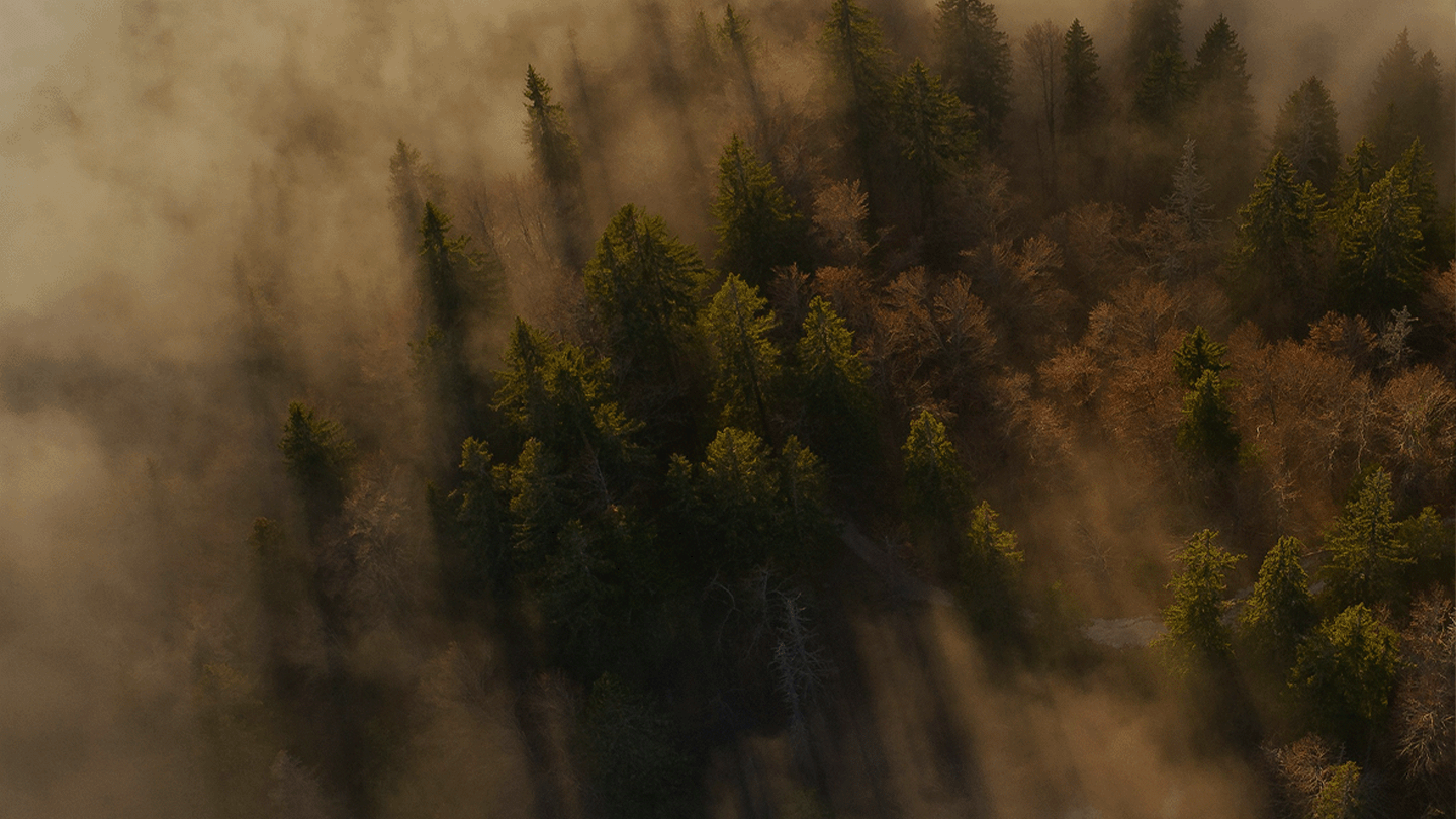 NFA forestry AI perception system case study