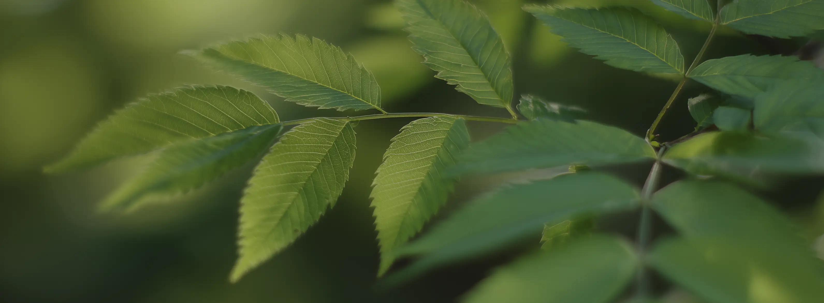 Saftige Blätter eines Baumes