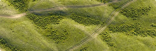 Aerial view of green grassy field with scattered dense patches of yellow-flowered plants and intersecting dirt paths.