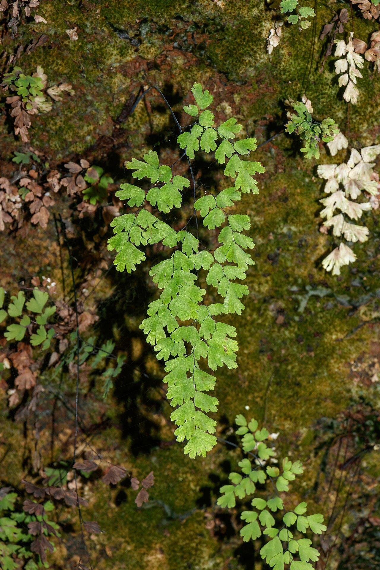 Capillaire de Montpellier