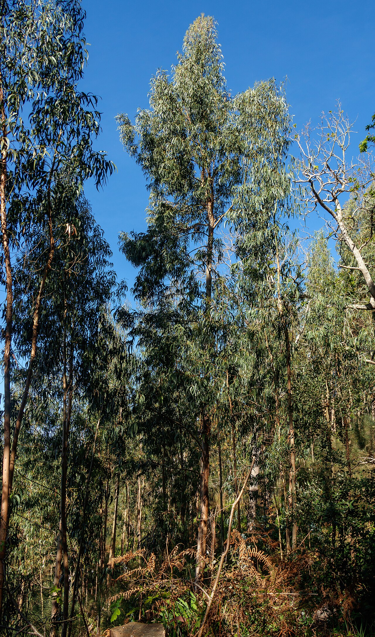 Eucalyptus