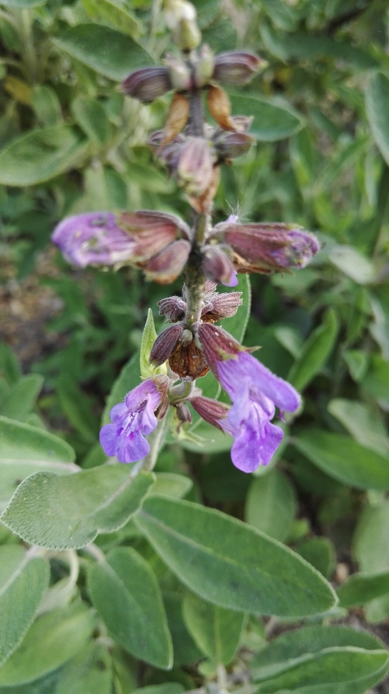 Sauge officinale
