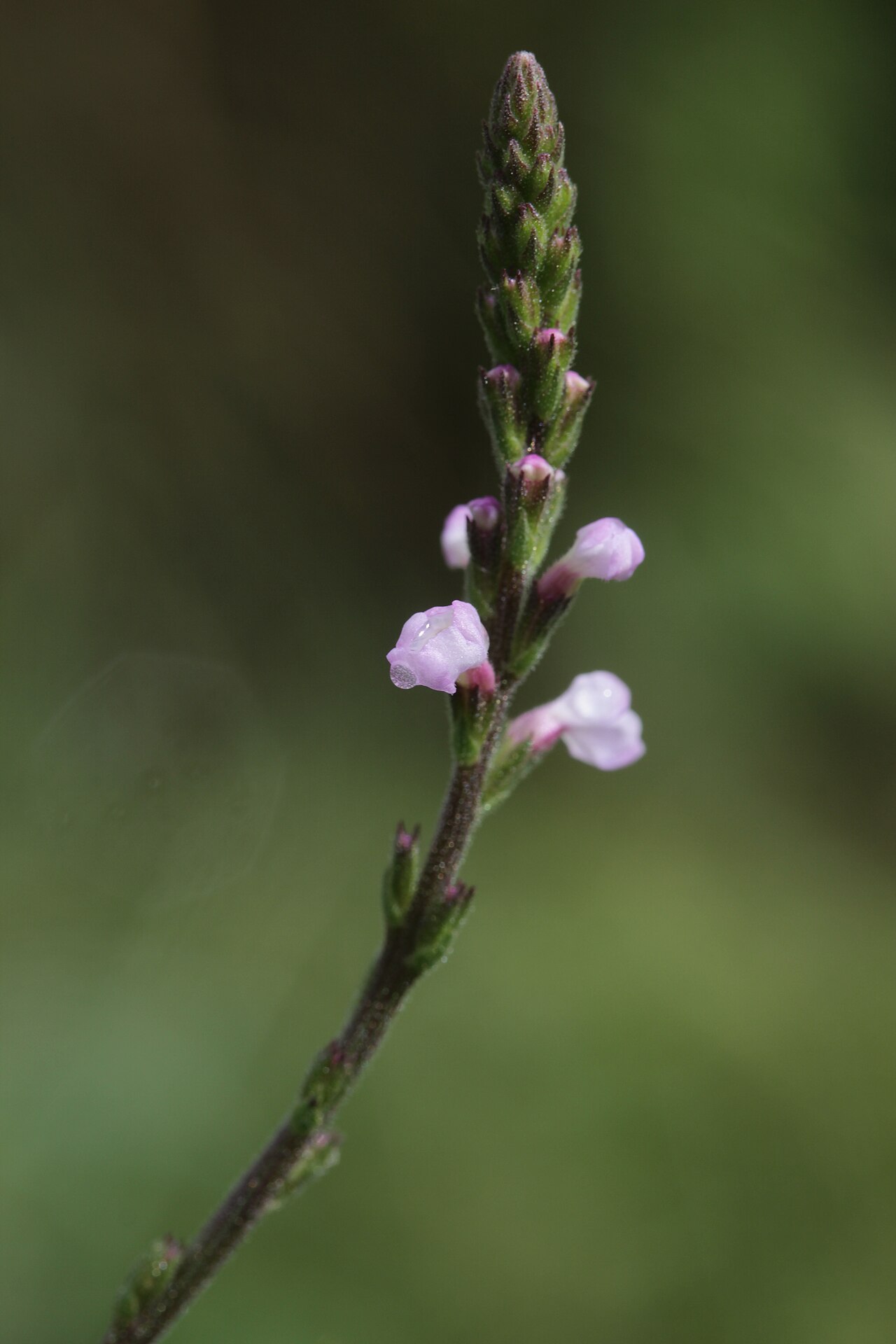 Verveine officinale