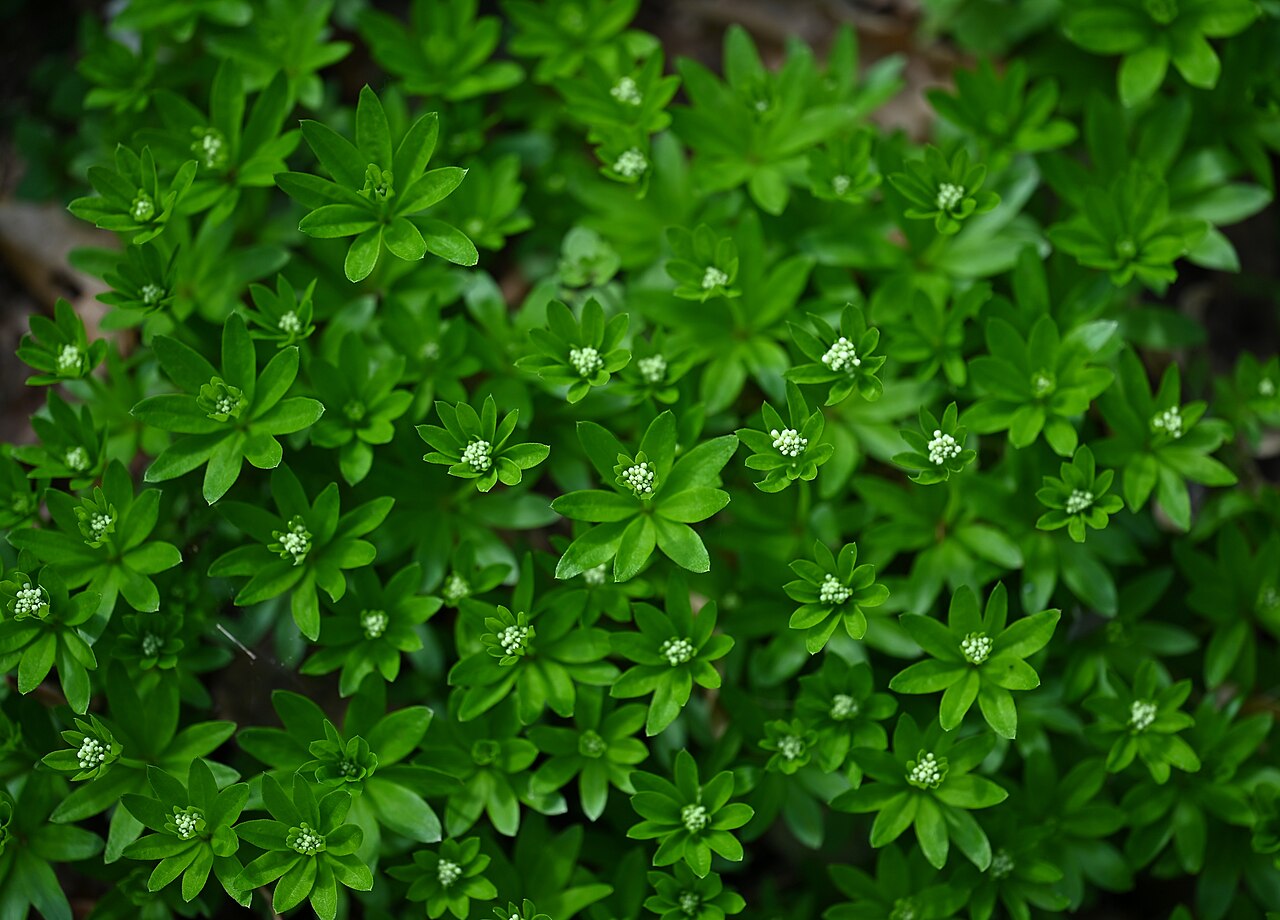 Aspérule odorante
