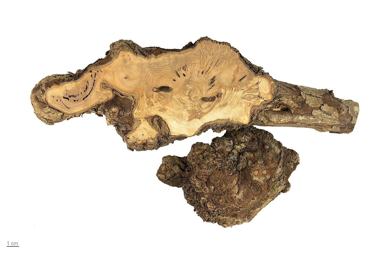 Aubépine