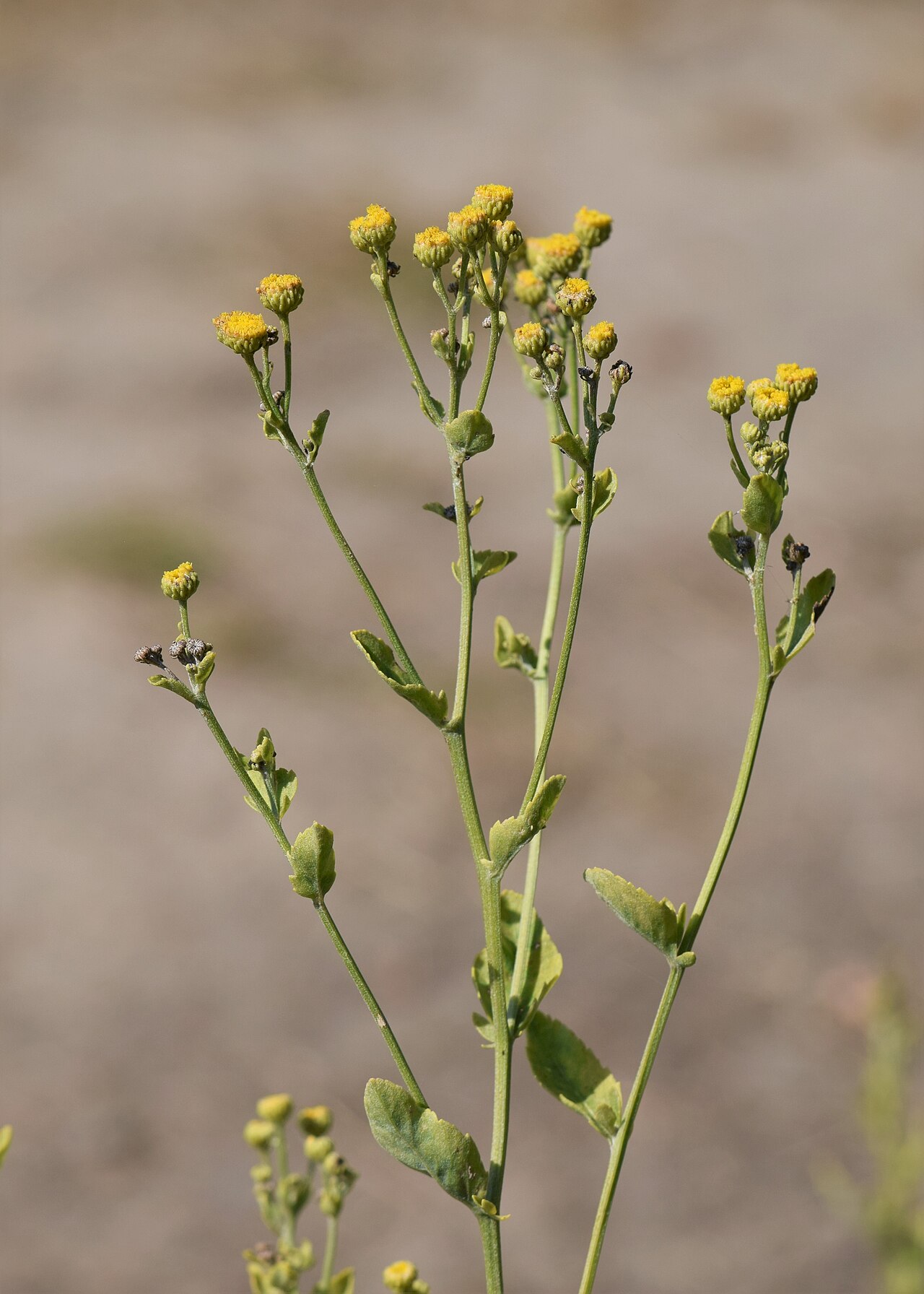 Balsamite