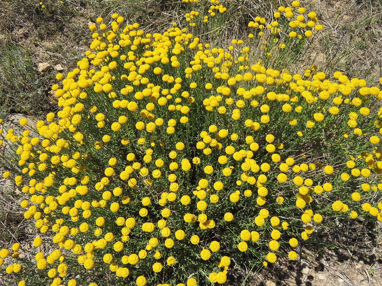 Camomille romaine