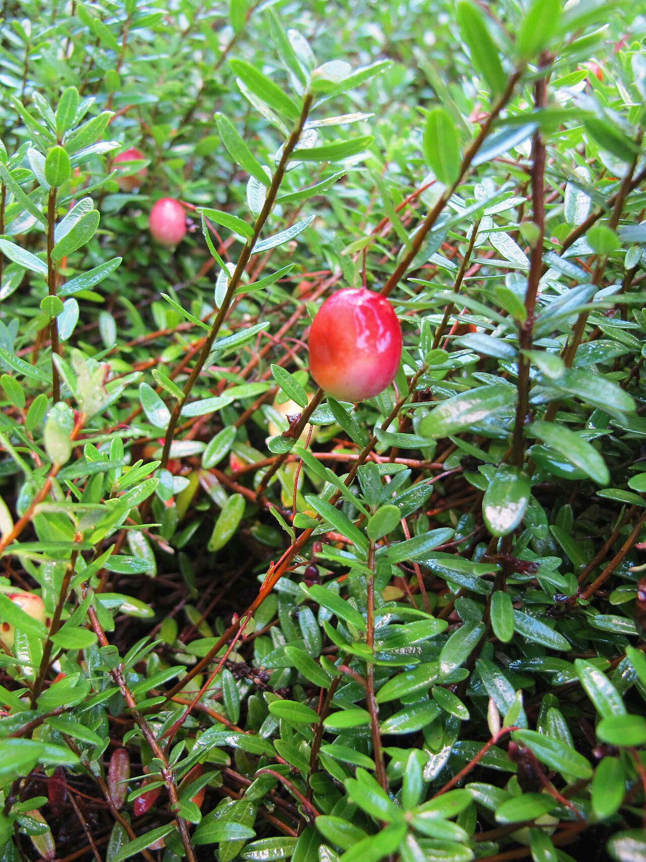 Canneberge d'Amérique