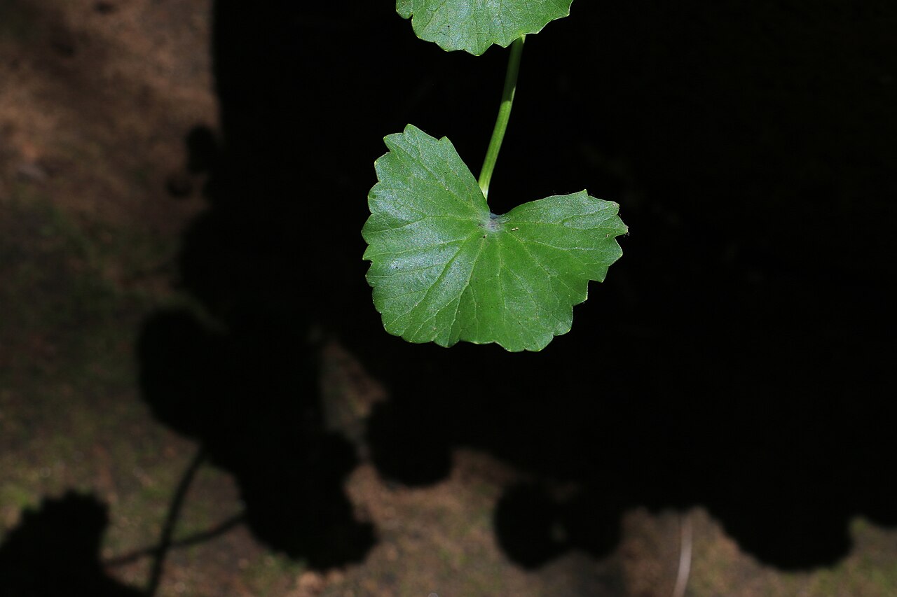 Centella