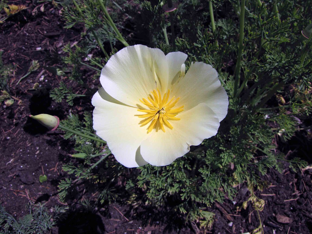 Escholtzia