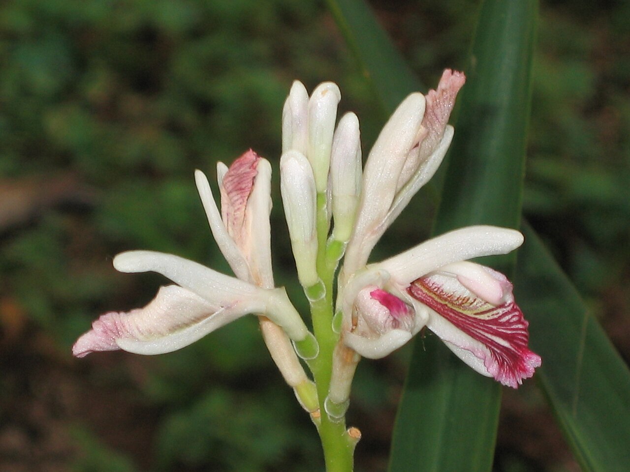 Galanga