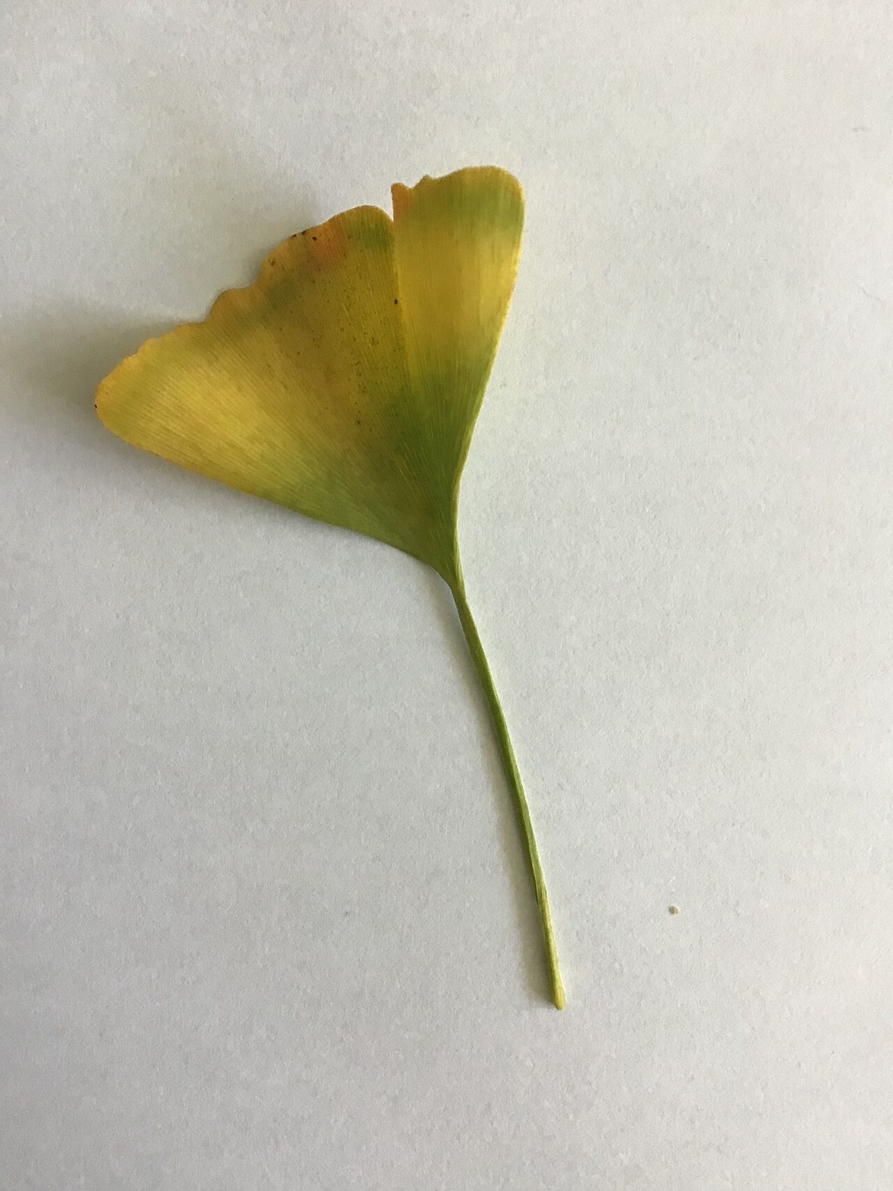 Ginkgo