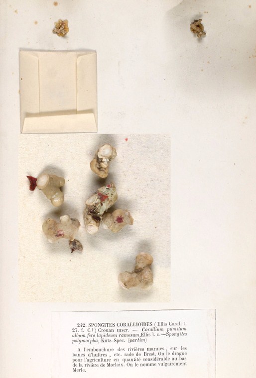 Lithothamne