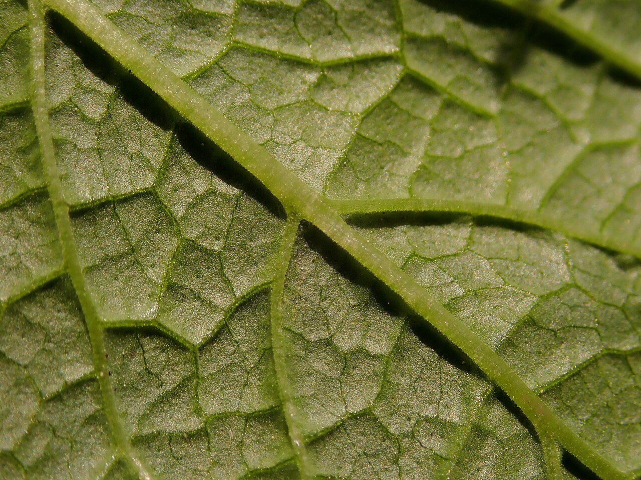 Mélisse