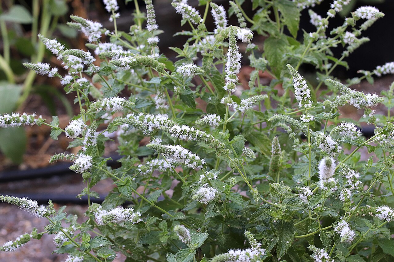 Menthe poivrée