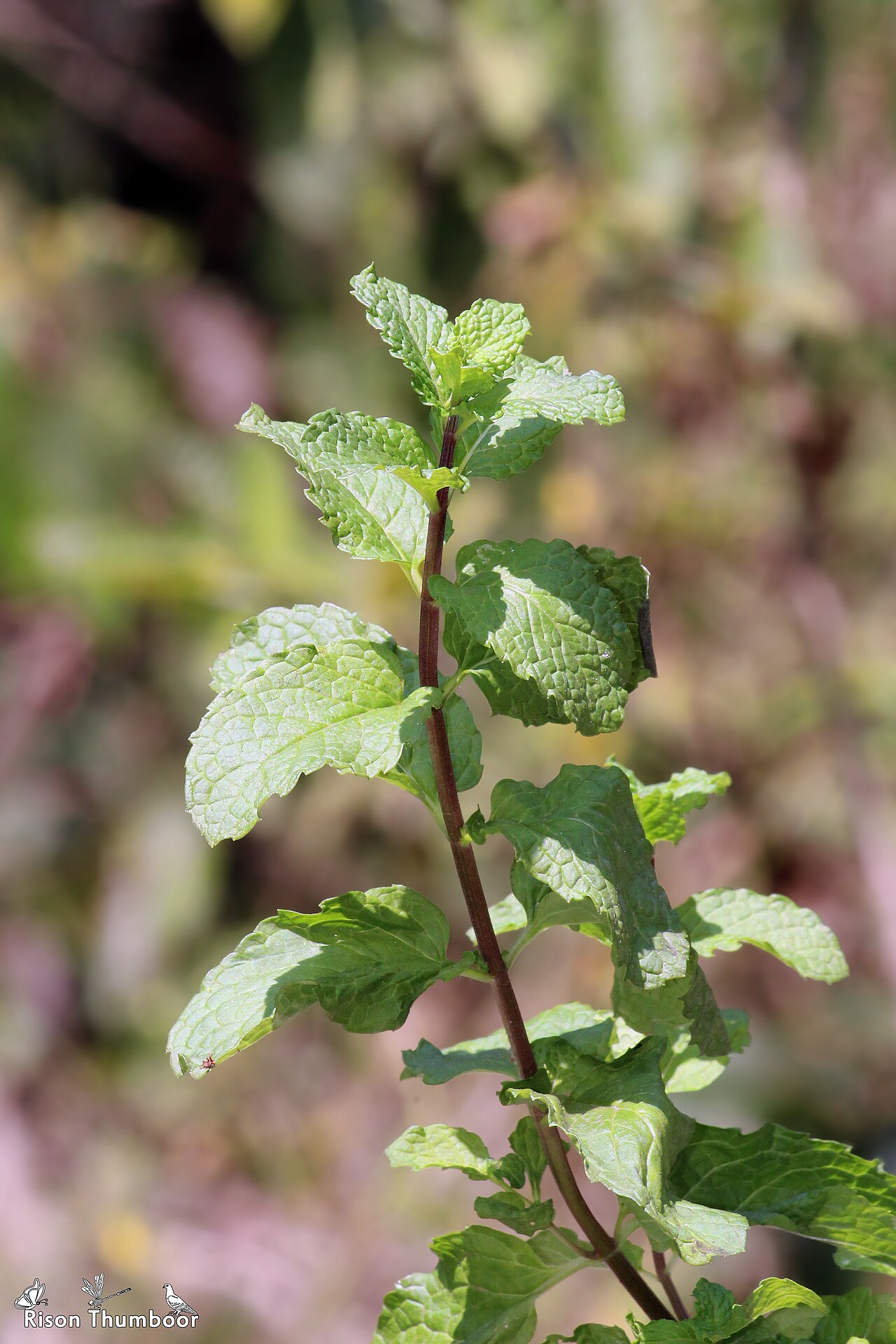 Menthe verte