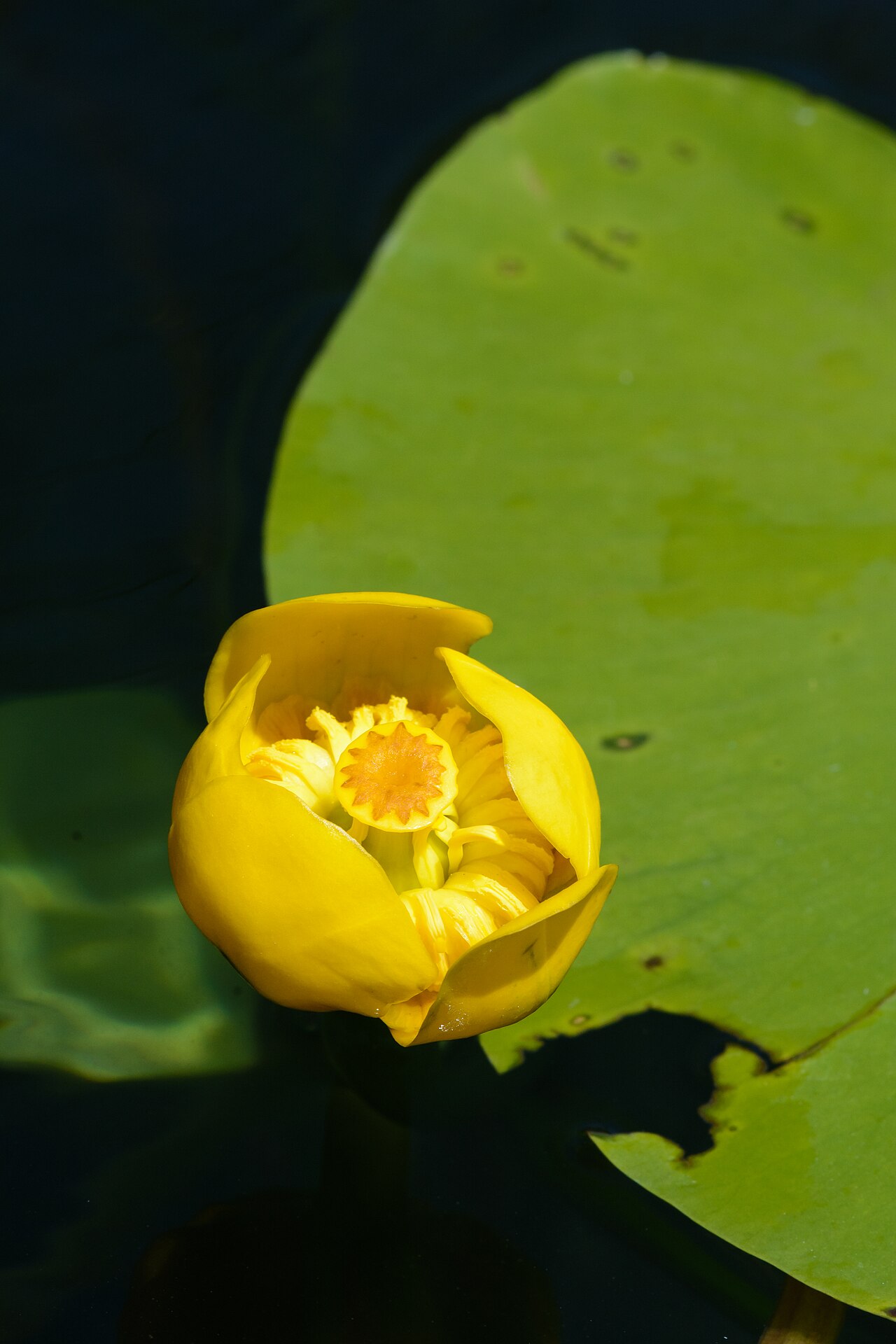 Nénuphar