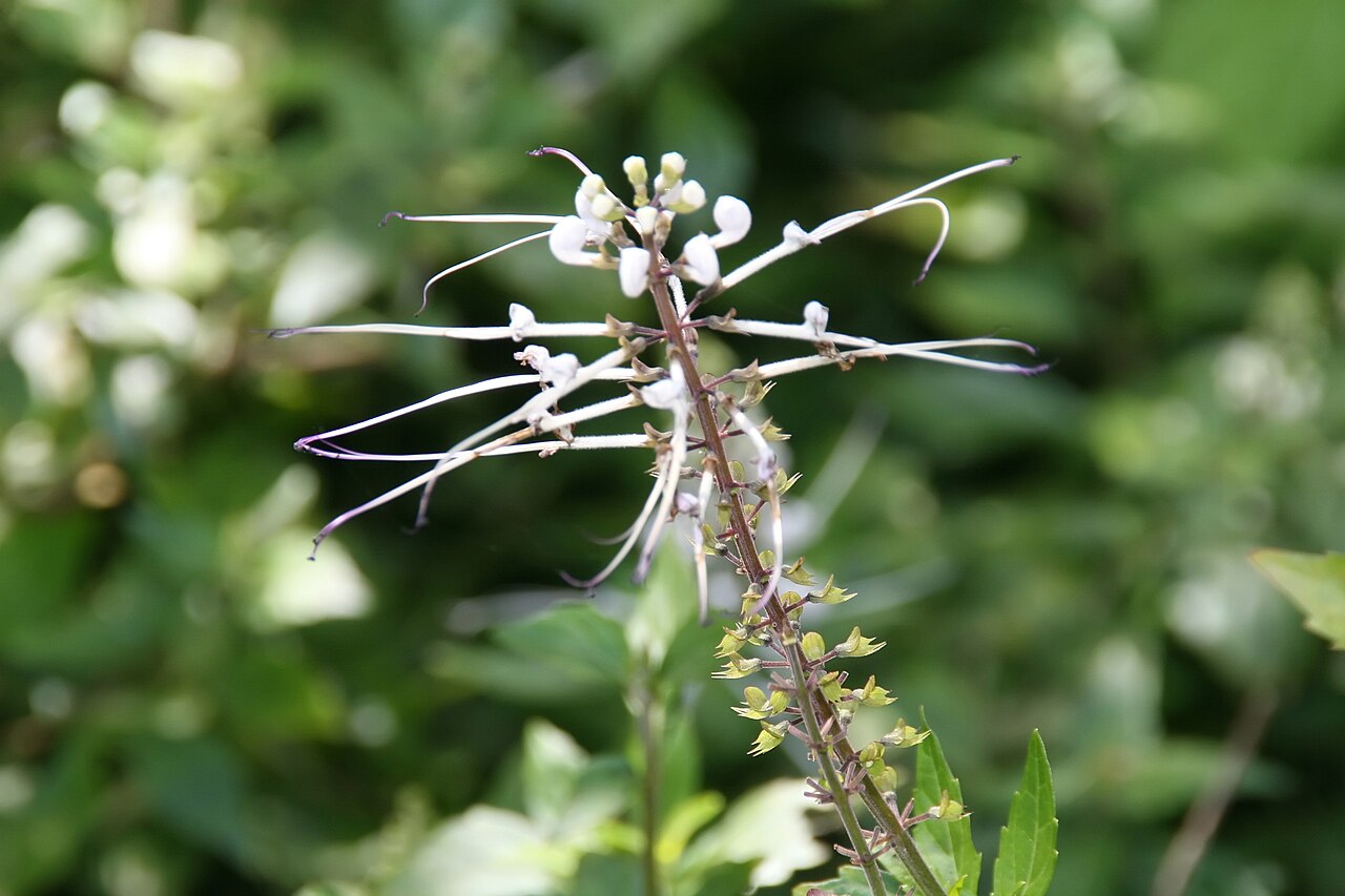Orthosiphon