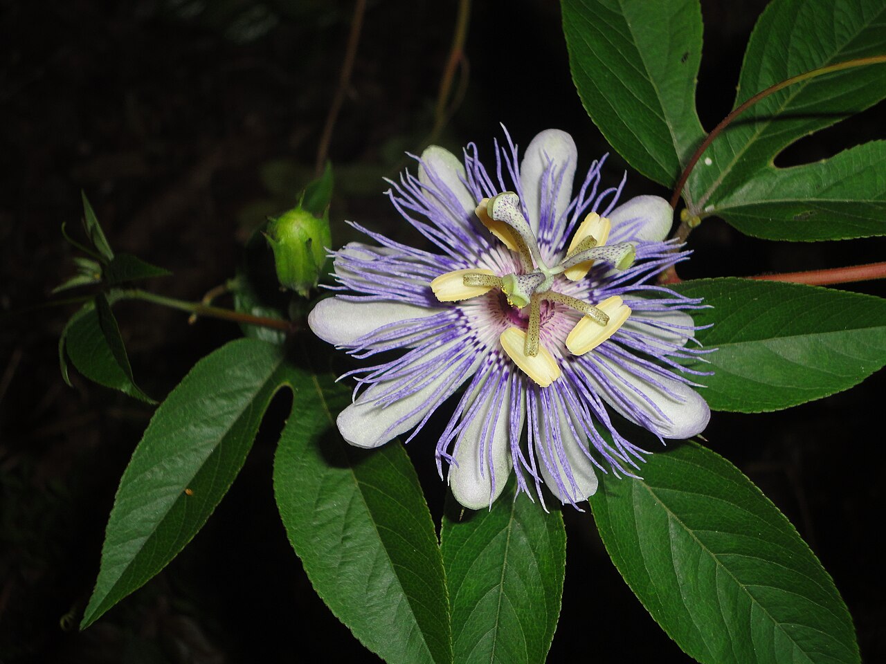 Passiflore