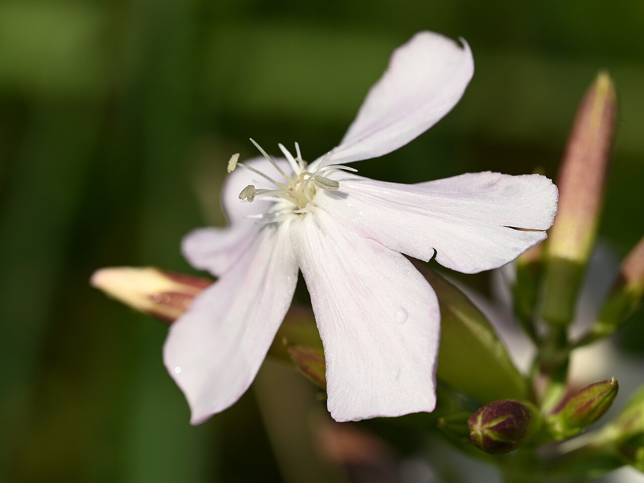 Saponaire